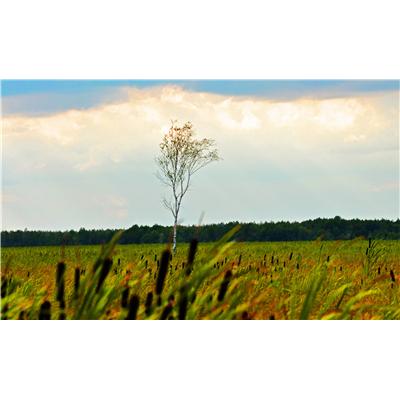 Biebrzański Park Narodowy. Fot. Bartosz Turski