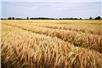 NestleWheatFarmOvers