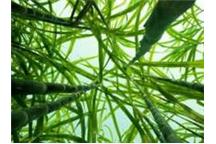 KE rozpoczęła konsultacje dotyczące zrównoważonej produkcji biomasy KE rozpoczęła konsultacje dotyczące zrównoważonej produkcji biomasy
