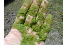 Algi. Biopaliwo przyszłości? Algi. Biopaliwo przyszłości?