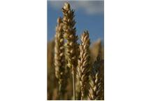 Produkcja prądu ze zboża ma pomóc rolnikom Produkcja prądu ze zboża ma pomóc rolnikom