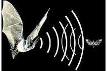 Radary mogą ograniczyć śmiertelność nietoperzy wywołaną działaniem turbin wiatrowych