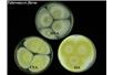 Talaromyces flavus może z łatwością rozwijać się w temp. 4 stopni Celcjusza