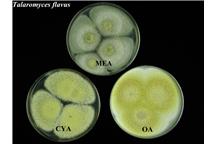 Talaromyces flavus może z łatwością rozwijać się w temp. 4 stopni Celcjusza Talaromyces flavus może z łatwością rozwijać się w temp. 4 stopni Celcjusza