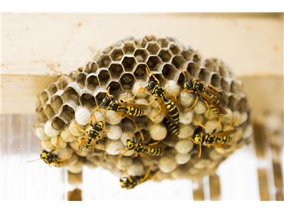 wasp-nest-335984_1280.jpg